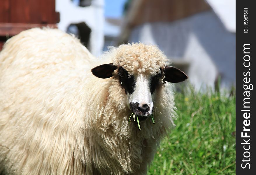 White Sheep Eating Grass