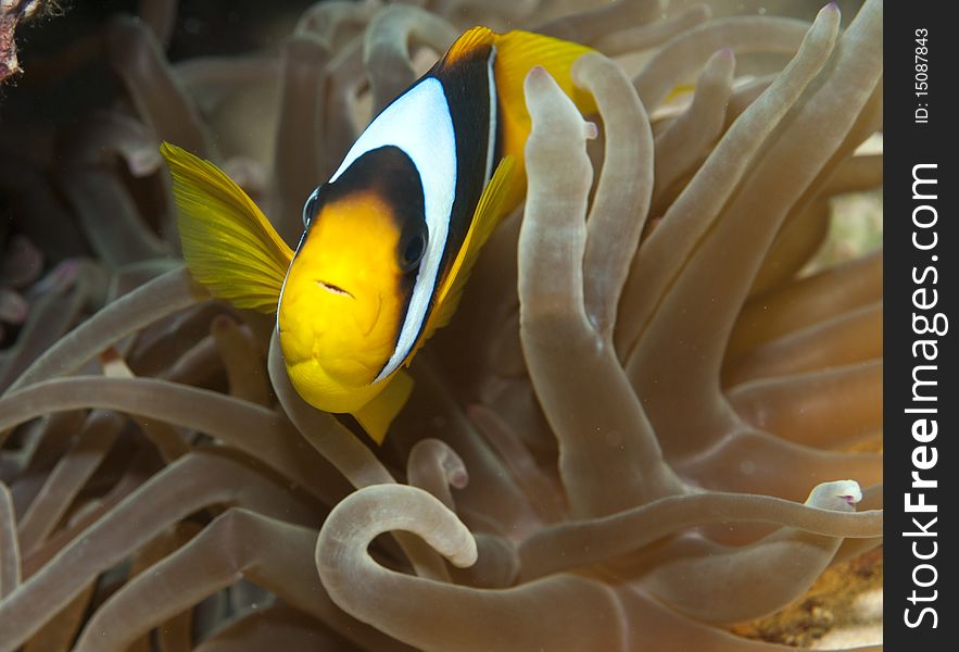 Red sea Anemonefish in an anemone. Red sea Anemonefish in an anemone
