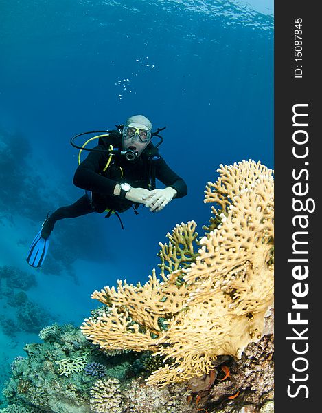 Scuba diver swimms on amazing coral reef