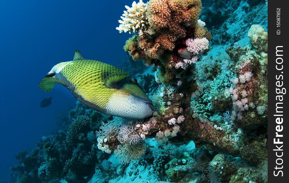 Titon triggerfish feeds on coral. Titon triggerfish feeds on coral