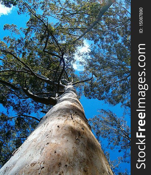 A Tall tree reaches into the blue sky
