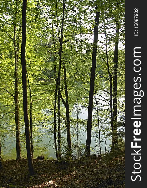 A pond reflects through forest trees. A pond reflects through forest trees