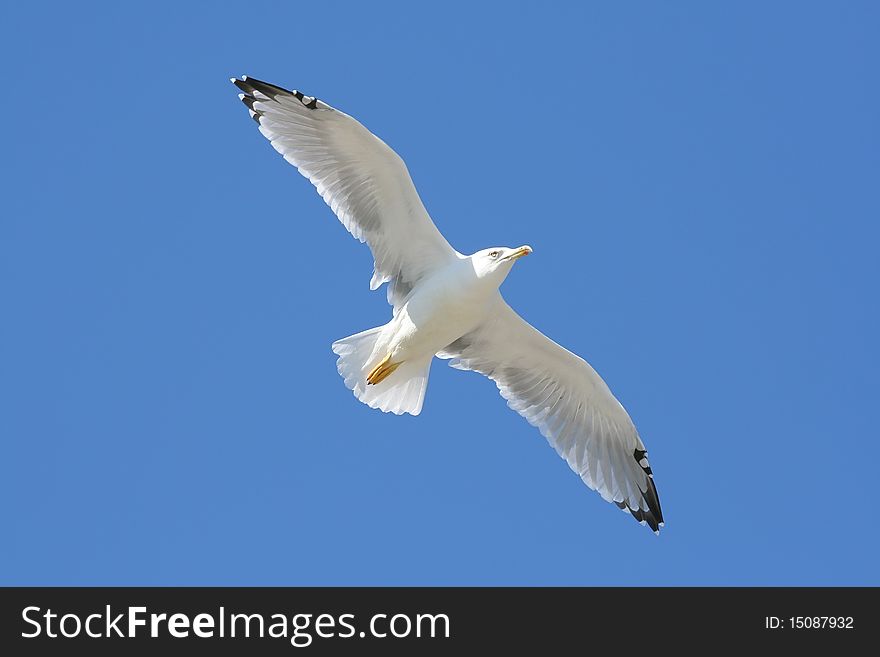 Seagull flying in the blue sky. Seagull flying in the blue sky