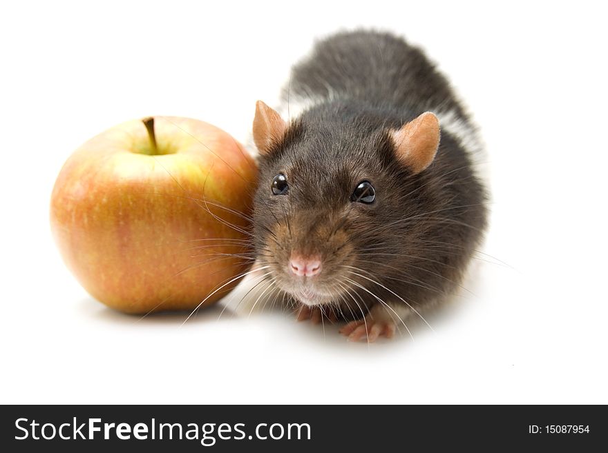 Home rat with yellow apple isolated on white. Home rat with yellow apple isolated on white