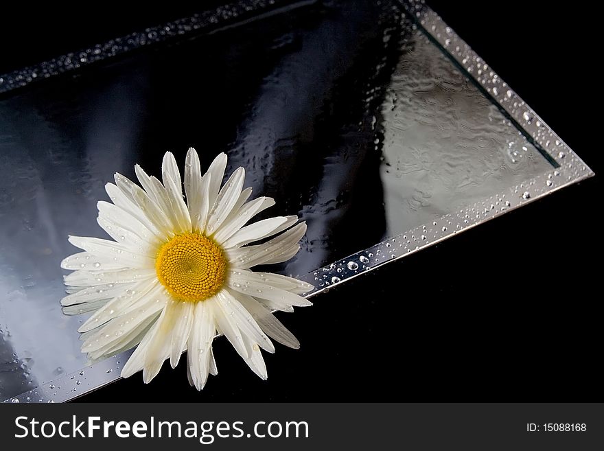 Daisy with drops of water on the mirror. Daisy with drops of water on the mirror