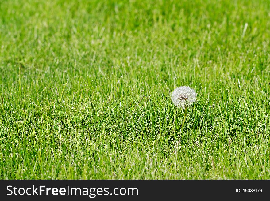 The single dandelion on a meadow.