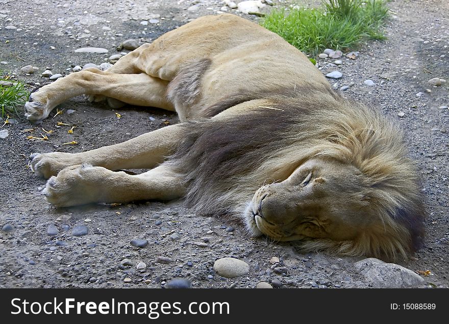 Sleeping lion male. Latin name - Panthera leo. Sleeping lion male. Latin name - Panthera leo