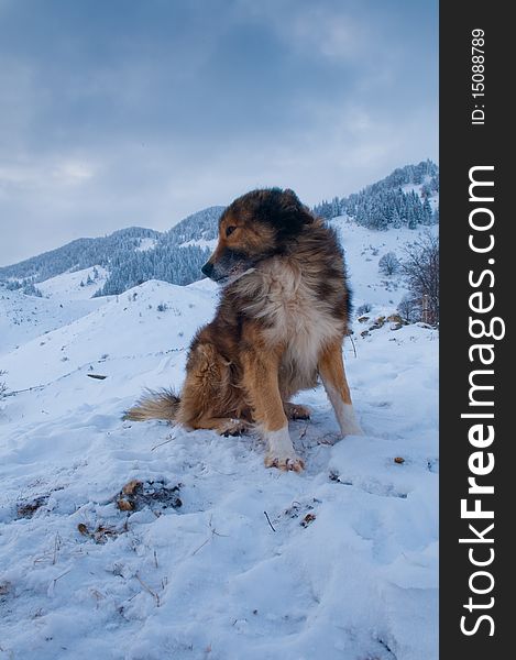 Sheepdog, Shepherd Dog in Winter, in Mountains Landscape