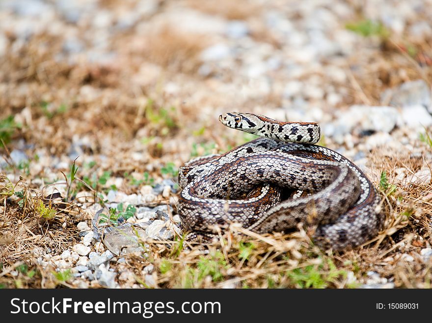 Leopard Snake
