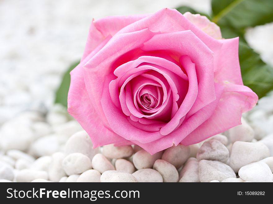 A big pink rose on a bottum of gravel. A big pink rose on a bottum of gravel