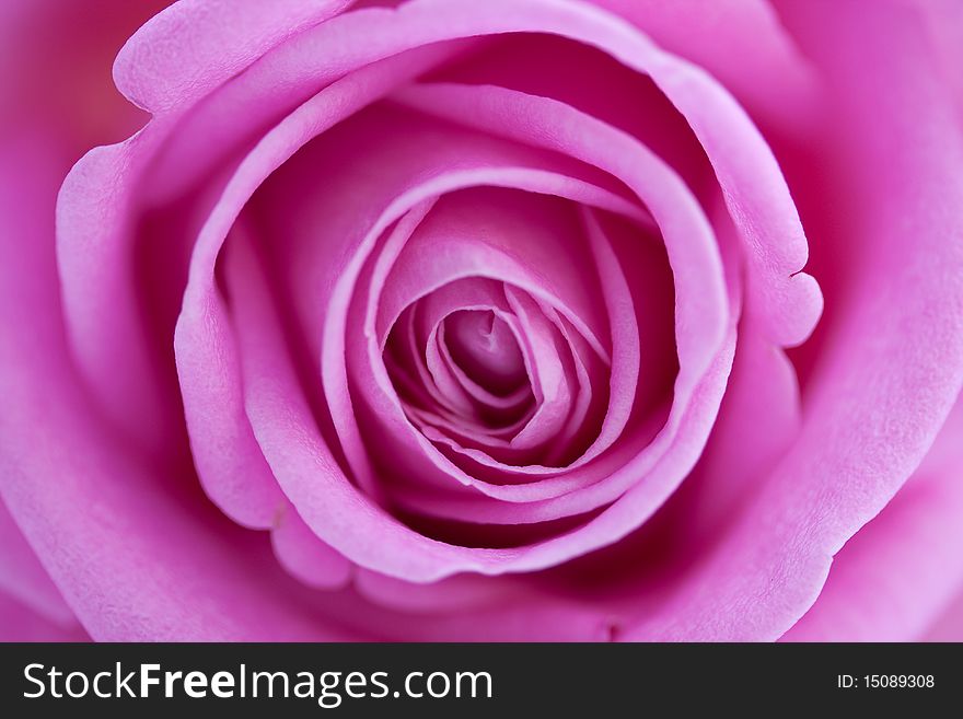 A closeup of a beautiful pink rose. A closeup of a beautiful pink rose