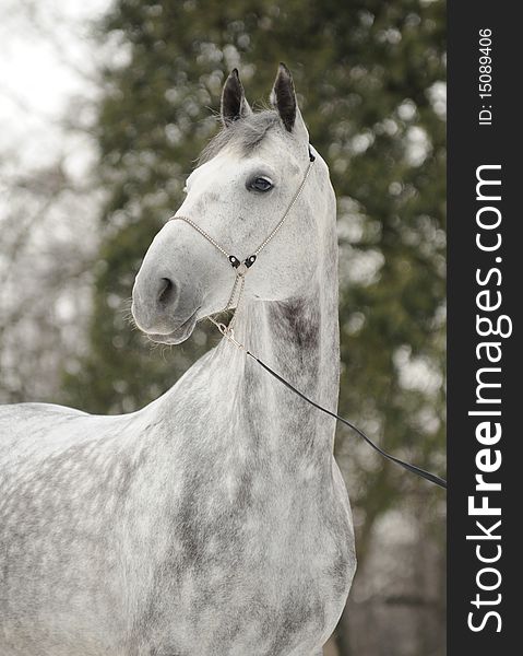 Portrait of a grey horse in winter day