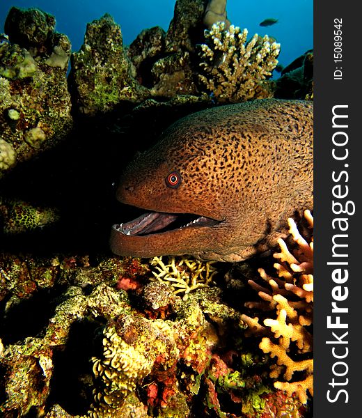 Giant moray