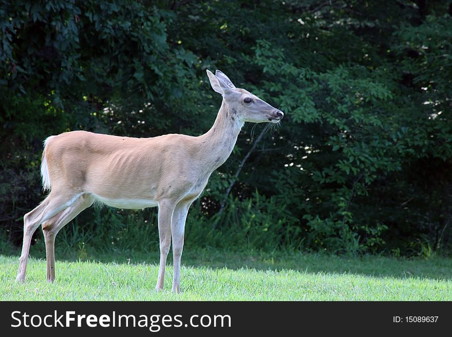 Female deer doe animal feeding