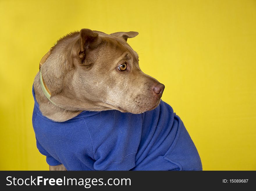 Dog portrait on yellow background wearing a blue sweatshirt