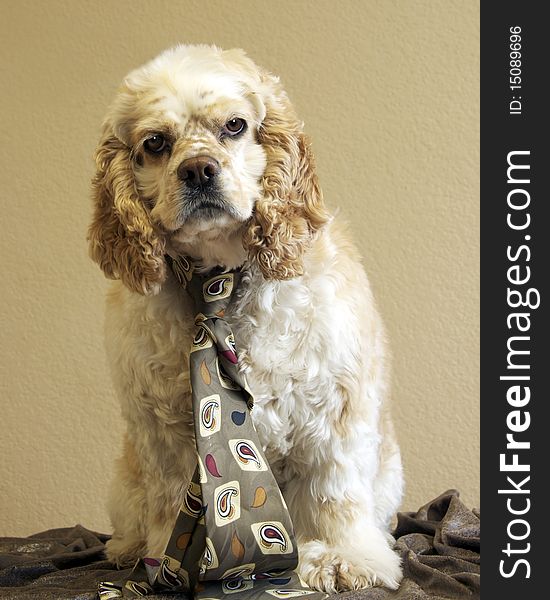 Dog portrait on beige background wearing a neck tie. Dog portrait on beige background wearing a neck tie