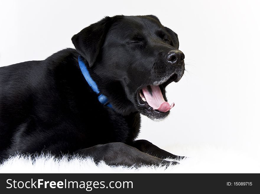 Dog Yawning