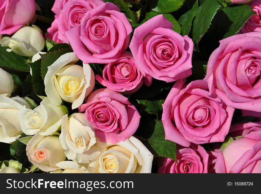 Bouquet of beautiful red and white roses. Bouquet of beautiful red and white roses