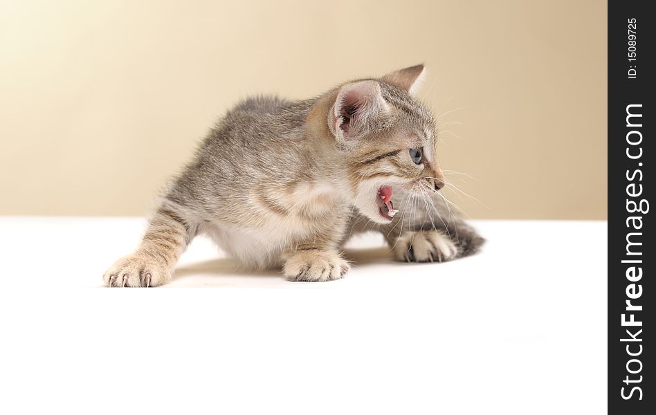 Small kitten on a white yellow background