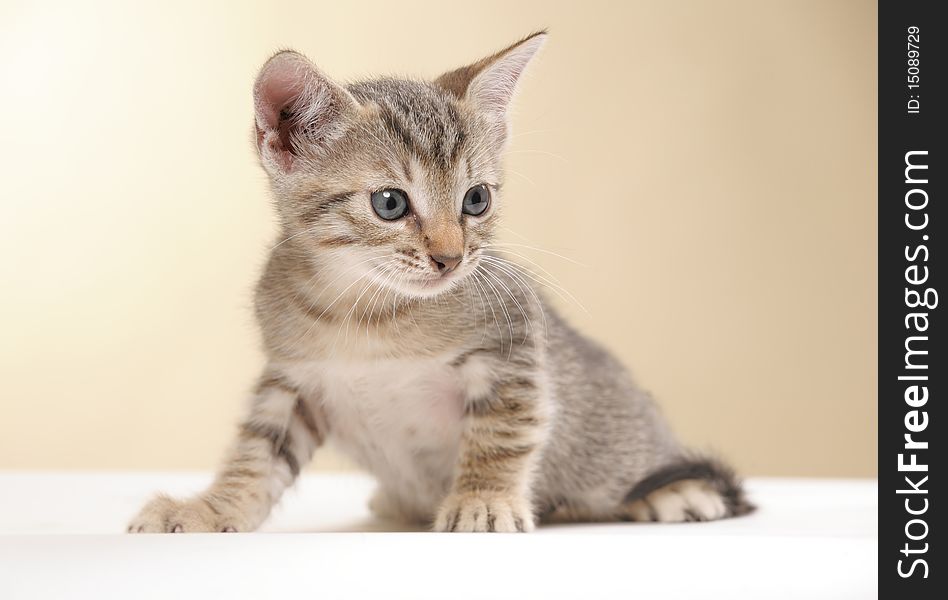 Small kitten on a white yellow background