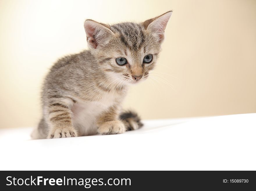 Small kitten on a white yellow background