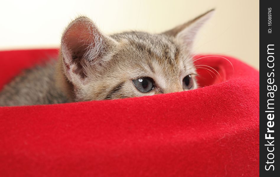 Small kiten in a red hat. Small kiten in a red hat