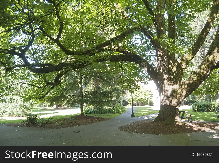 Tree in a Park Pathway