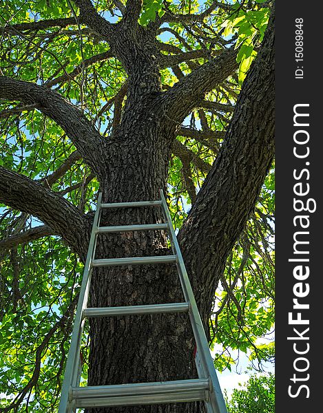 A ladder up against a large tall green tree. A ladder up against a large tall green tree.