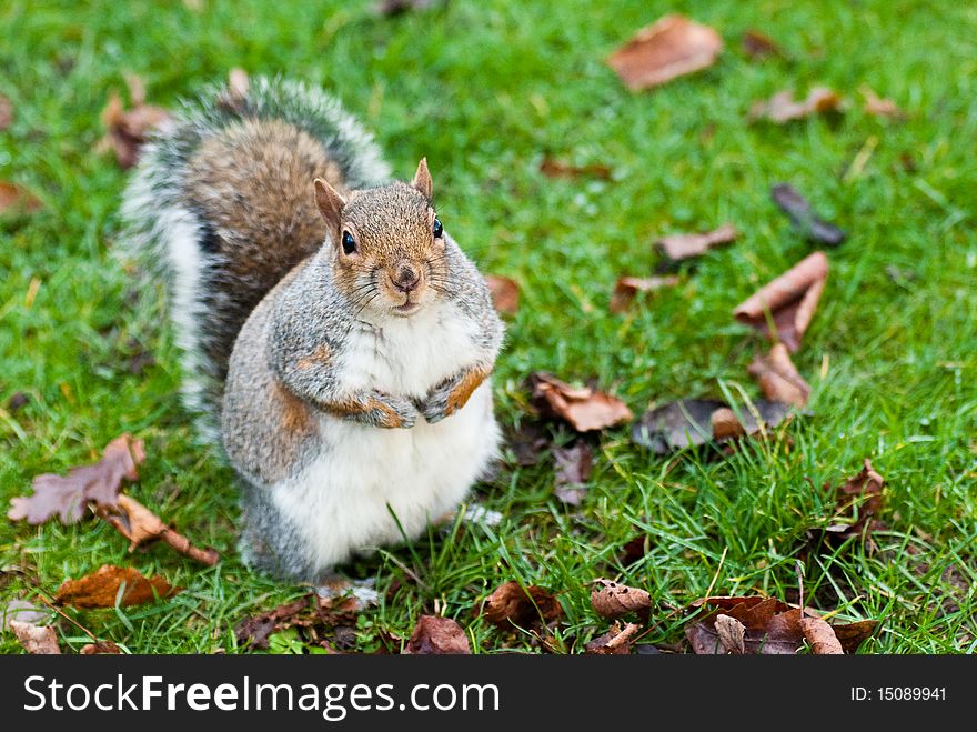 Sweet Fat Squirrel