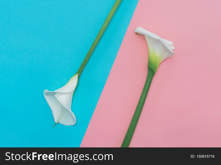 Two white calla lilly flowers on pink and blue background. Top view. Close up.