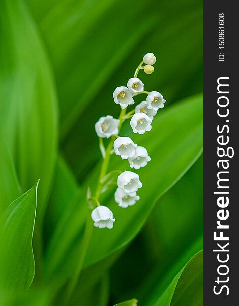Blooming Lily of the valley in the spring forest. Close up