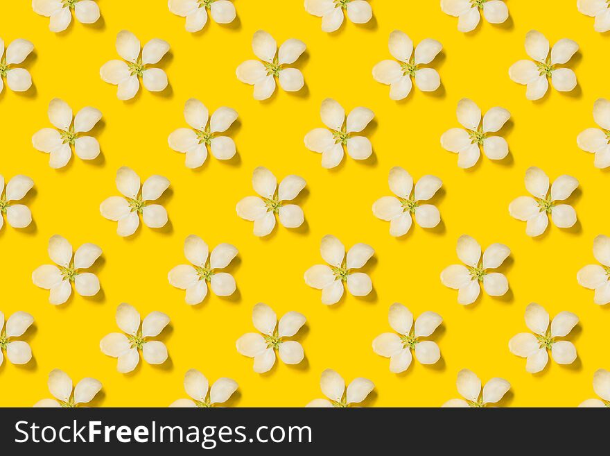 Beautiful spring apple flowers at yellow background.