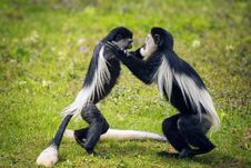Free Two Mantled Guereza Monkeys Fighting In Grass Stock Image - 150874691