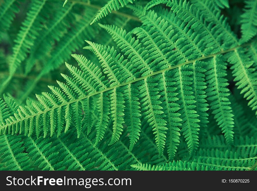 Green background of fern leaves. copy space