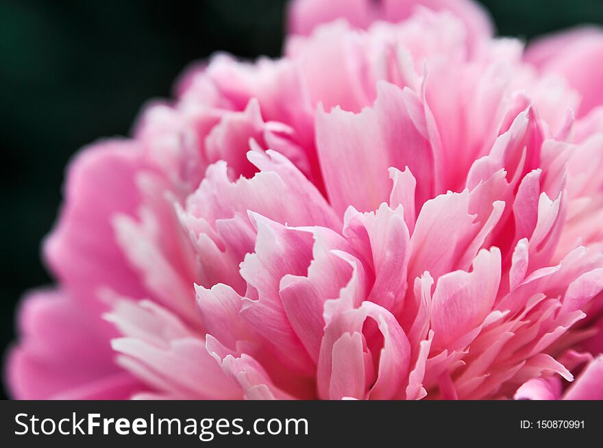 Beautiful flower peony flowering on background of Nature. close up