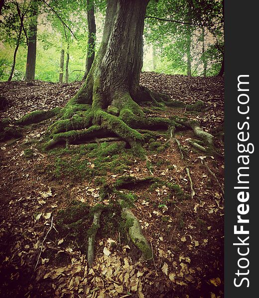 Tree with deep exposed roots covered by moss