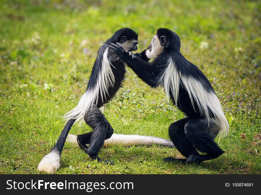 Two Mantled Guereza Monkeys Fighting In Grass