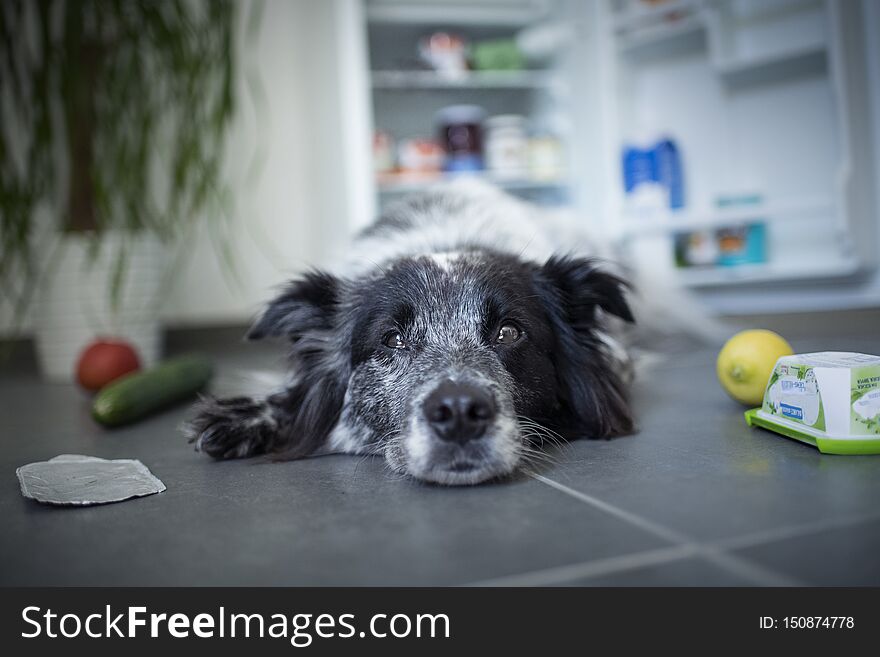 Mixed breed dog steals food from the fridge.