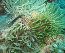 Giant Sea Anemone Colony Royalty Free Stock Photo Giant Sea Anemone Colony Royalty Free Stock Photo