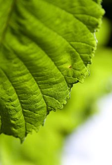 Leaf Fragment Royalty Free Stock Image Leaf Fragment Royalty Free Stock Image