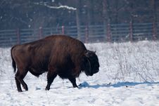 European Bison (Bison Bonasus) Royalty Free Stock Image European Bison (Bison Bonasus) Royalty Free Stock Image