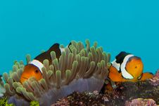 Clownfish Pair Stock Image Clownfish Pair Stock Image