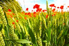 Young Wheat Growing In The Fields Royalty Free Stock Photos Young Wheat Growing In The Fields Royalty Free Stock Photos
