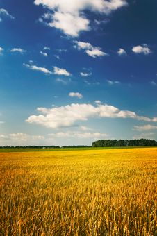 Amazing Yellow Field. Stock Photography Amazing Yellow Field. Stock Photography