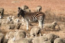 Zebra Shepherd Stock Photos Zebra Shepherd Stock Photos