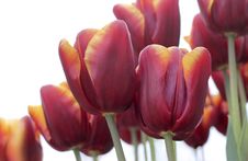 Tulips Royalty Free Stock Photography