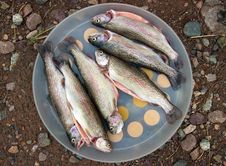 Rainbow Trout Royalty Free Stock Photo Rainbow Trout Royalty Free Stock Photo