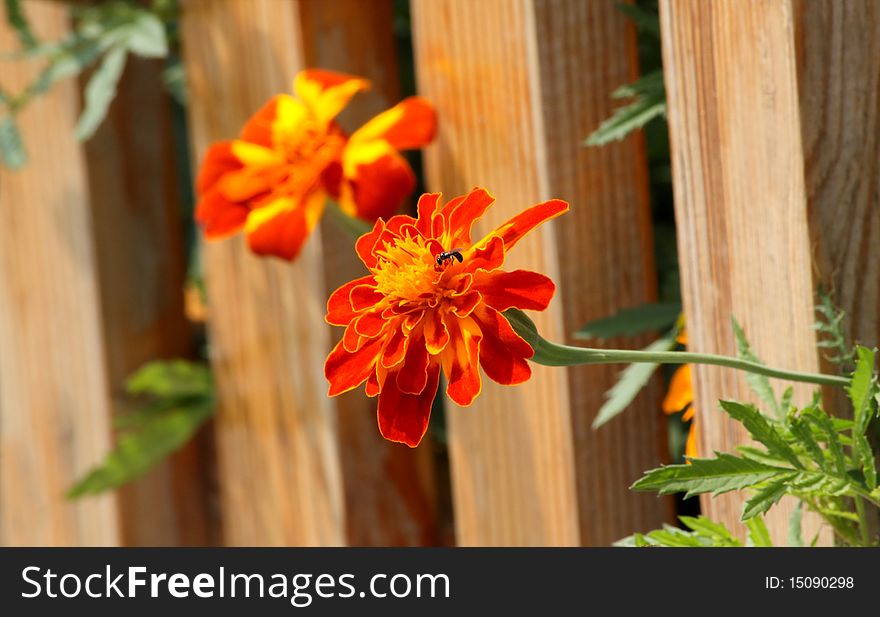 Orange pretty tagetes near wodden fence