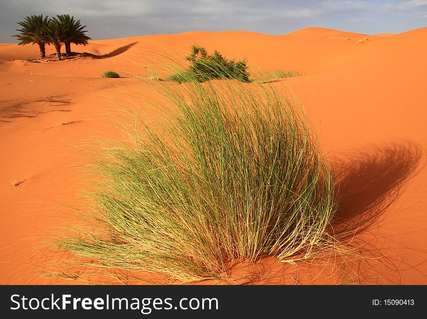 Grass in red Sand Dunes. Grass in red Sand Dunes