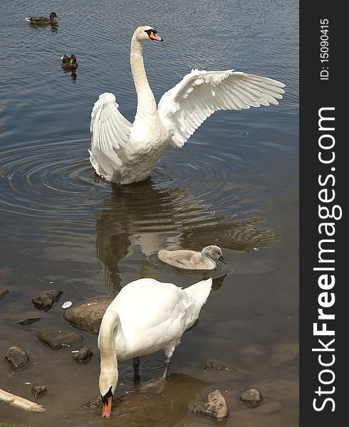An image of a male swan spreading a protective wing over a signet with the female pecking at food in the lake. An image of a male swan spreading a protective wing over a signet with the female pecking at food in the lake.